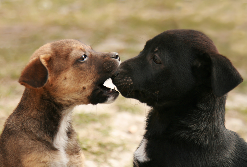 Two dogs