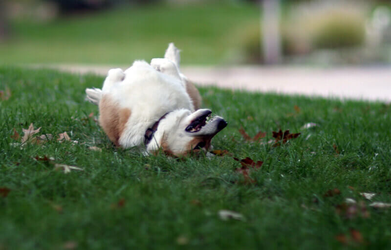 Dog rolling in grass