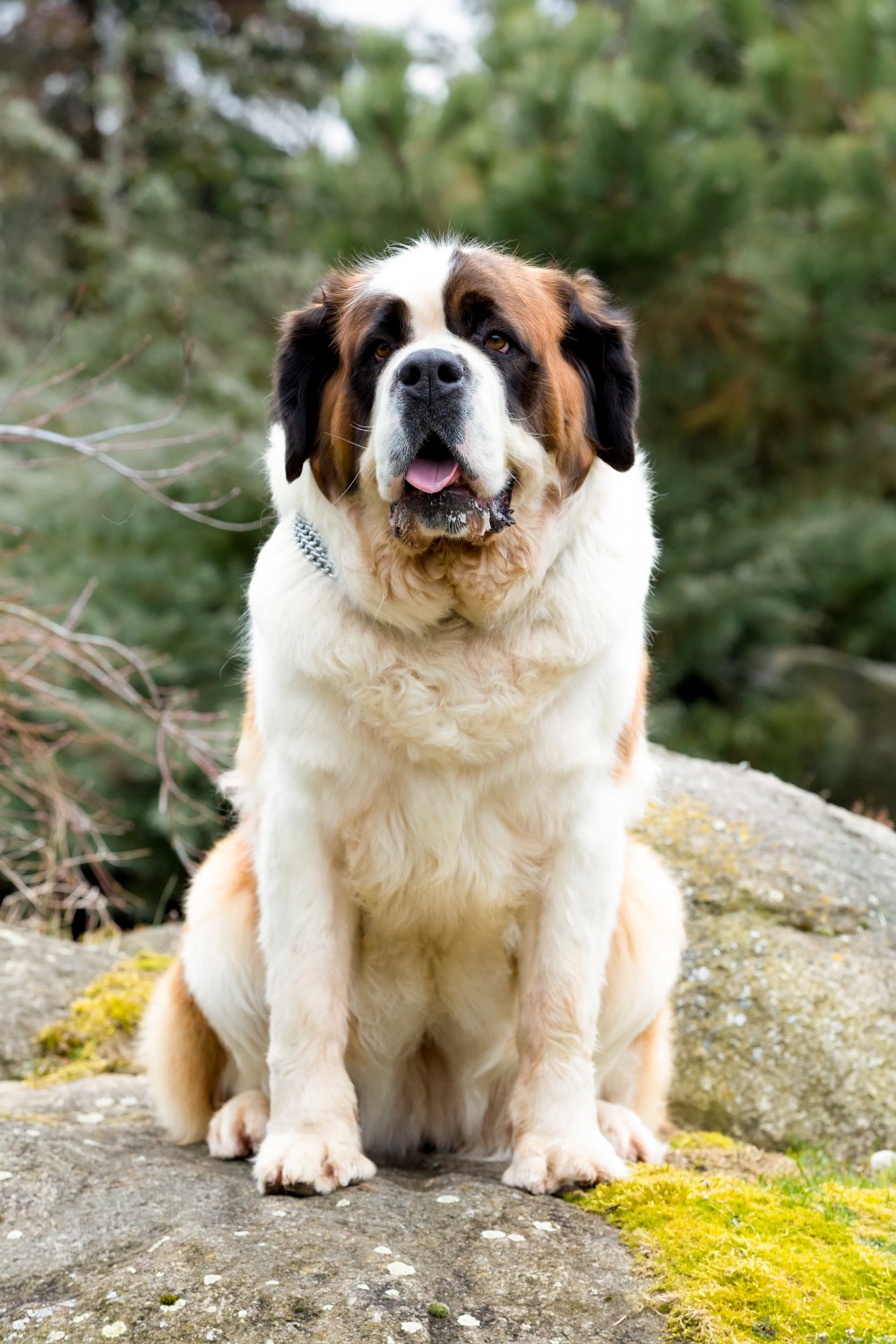 Saint Bernard