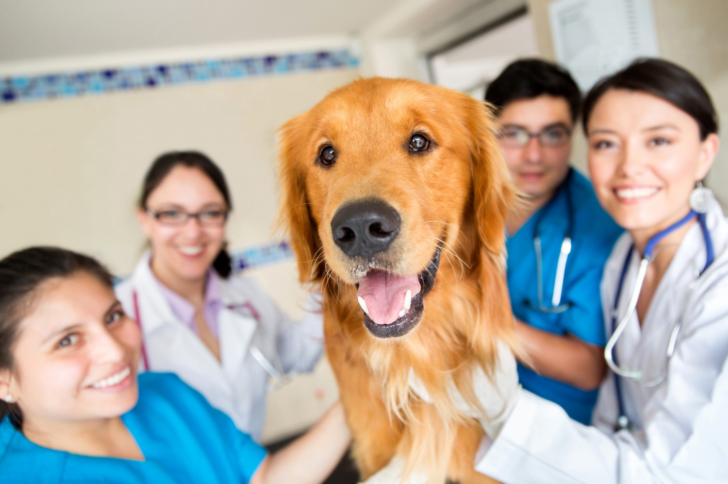 Golden retriever and medical team