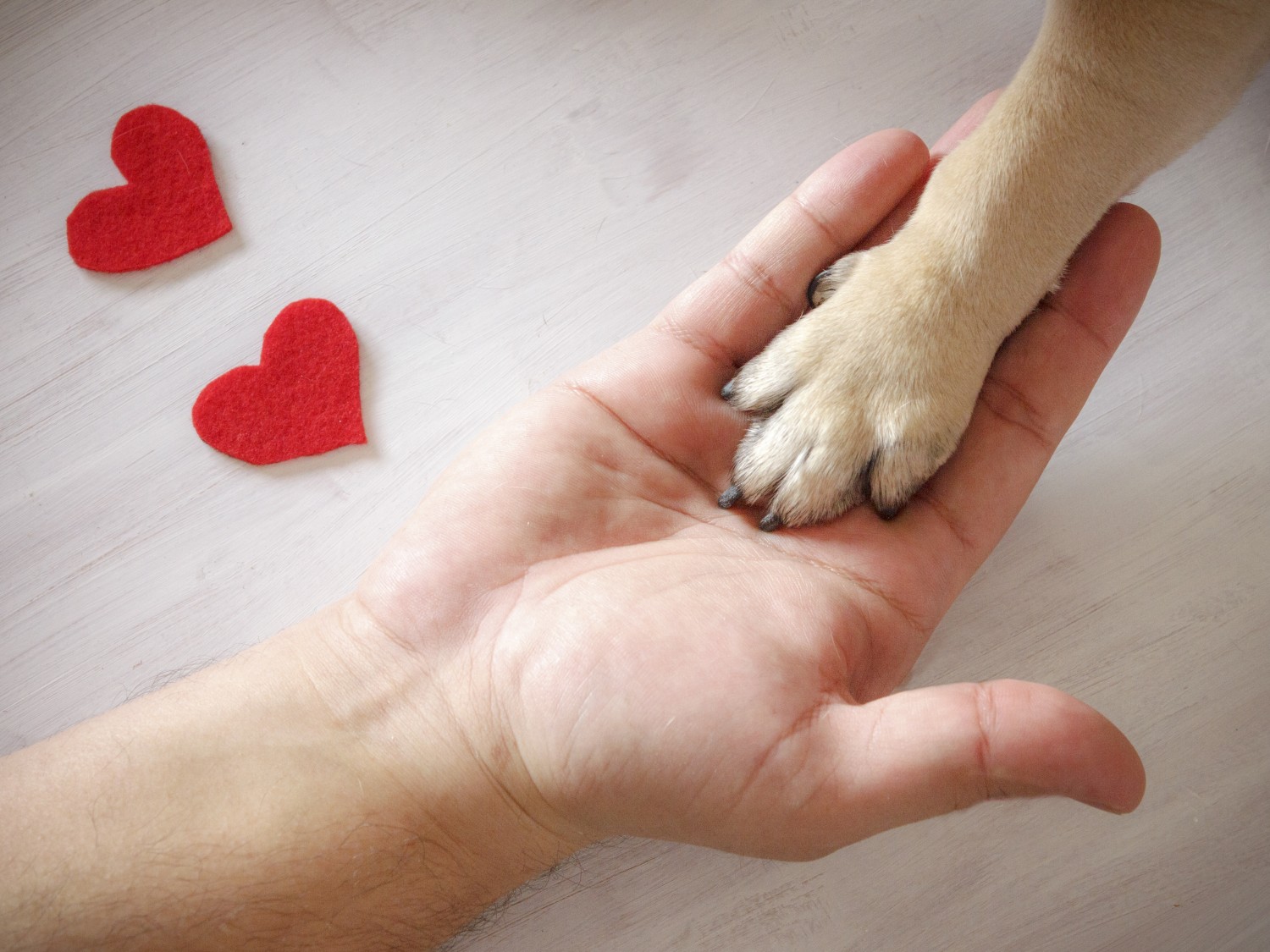 Paw and hand with Hearts