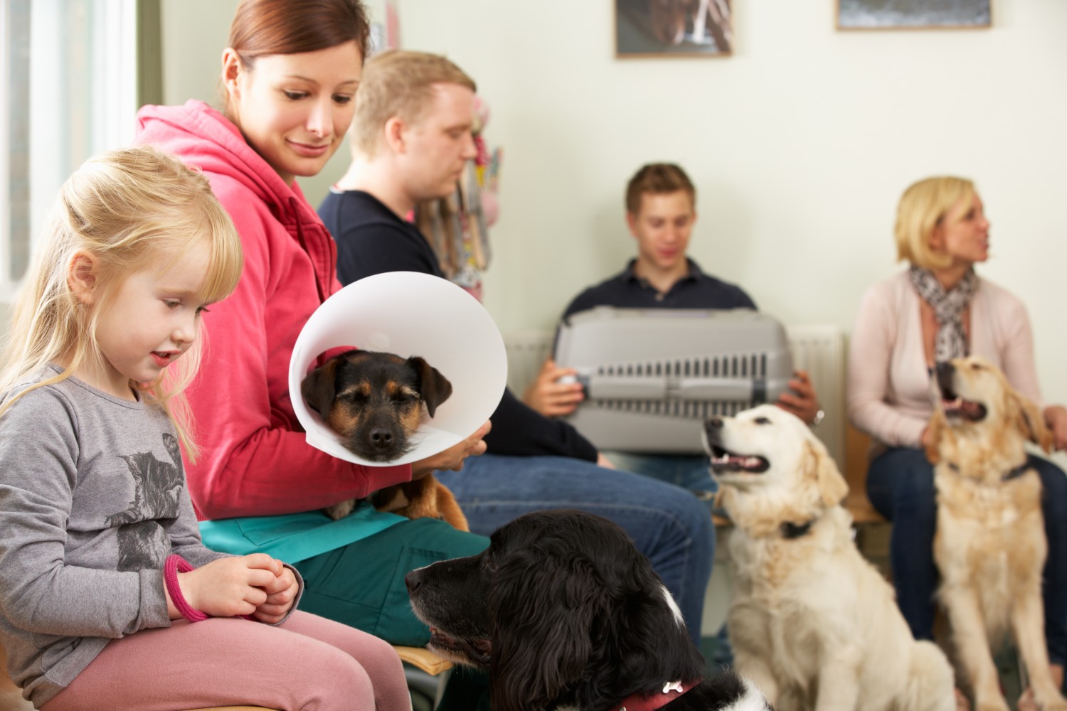 Pets in waiting room