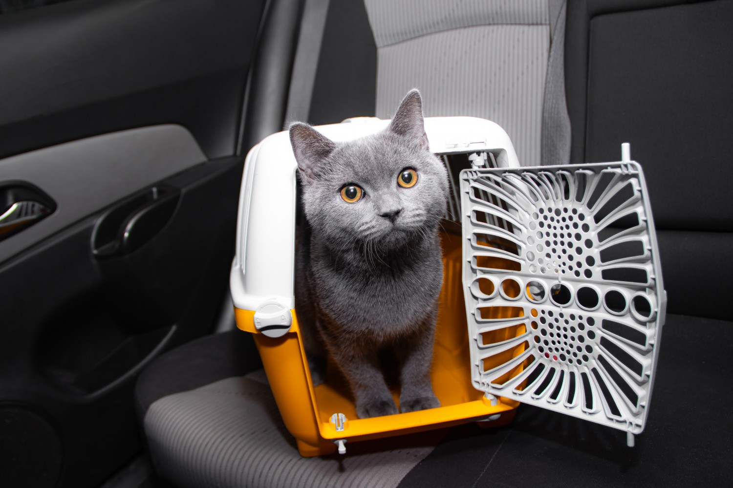 Cat in a carrier