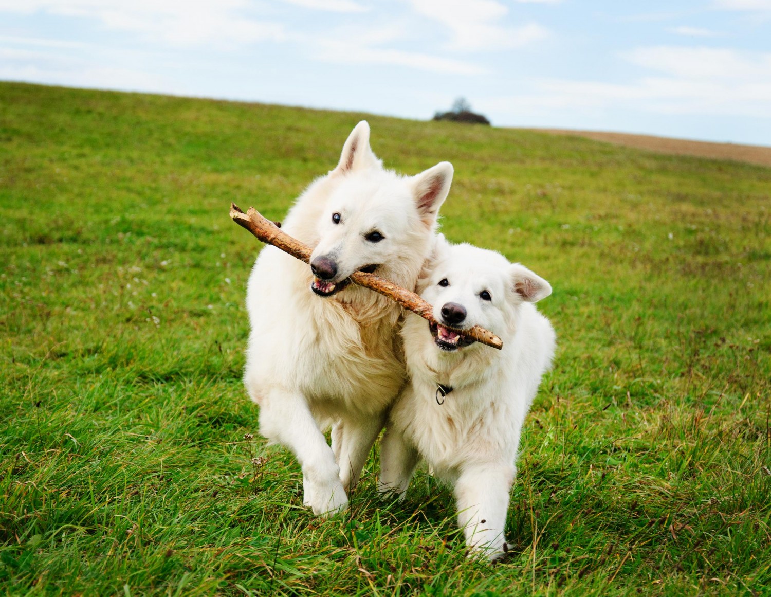 Two dogs playing with a stick