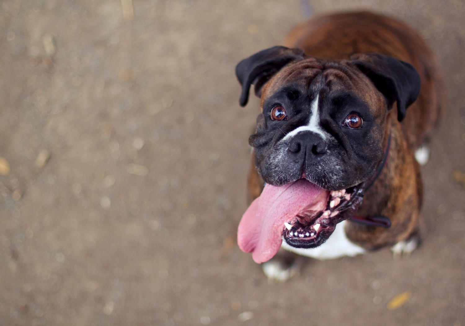 Boxer looking up