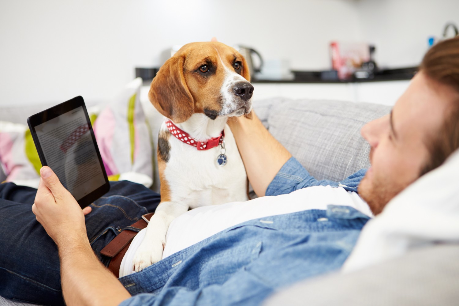 Tricolored dog with Owner