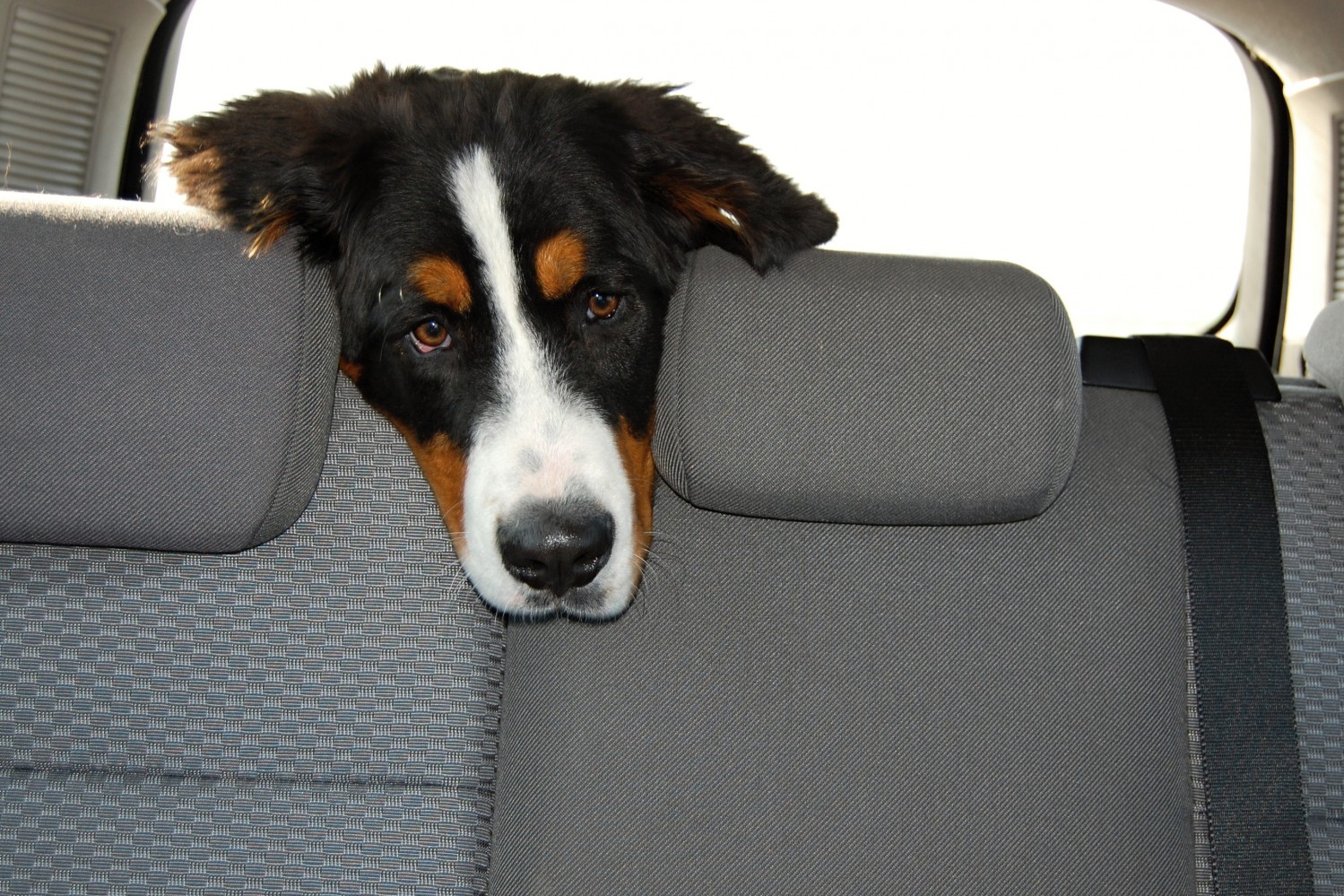 Dog in back of car