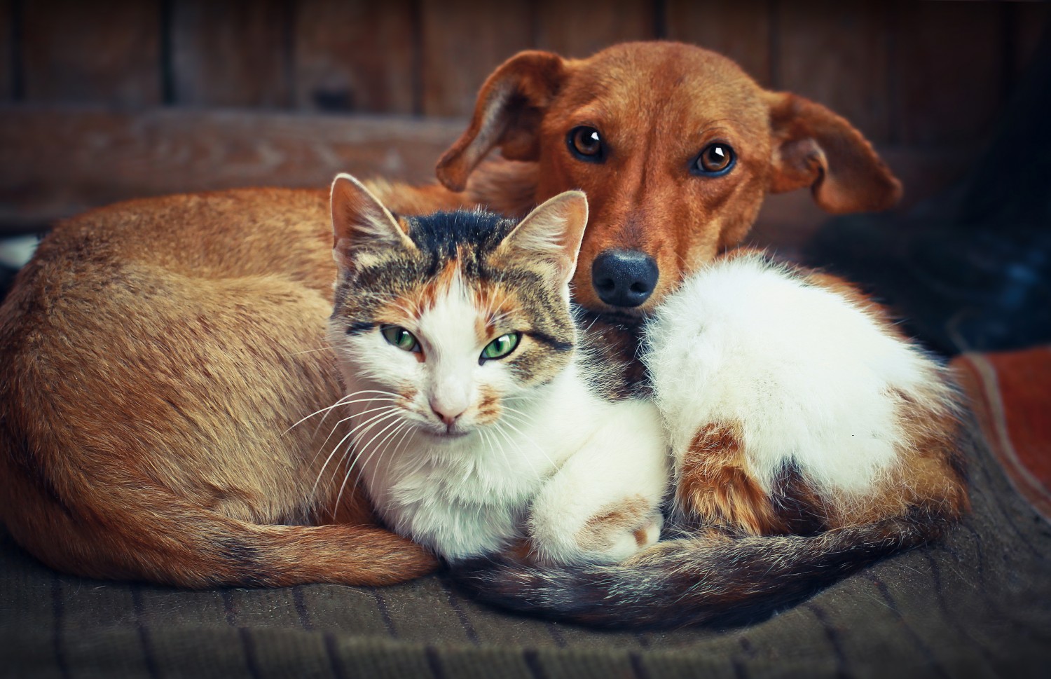 Dog and Cat snuggling together